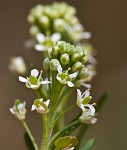 Virginia pepperweed
