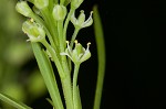 Virginia pepperweed