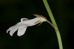 White lobelia