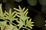 Japanese climbing fern