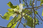 Mountain magnolia