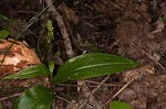 Palegreen orchid