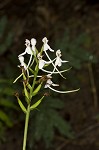 White fringeless orchid