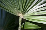 Needle palm