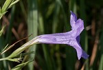 Violet wild petunia