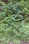 Leafy bulrush