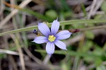 Needle-tip blue-eyed-grass