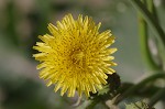 Spiney sowthistle