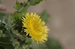Spiney sowthistle