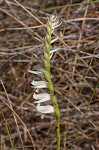 Giantspiral lady's tresses