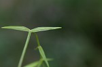 Grass-like starwort
