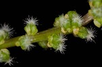 Three-rib arrowgrass