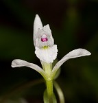 Threebirds orchid