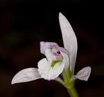 Threebirds orchid