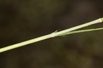 Perennial sandgrass