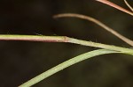 Perennial sandgrass
